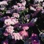 Seminte profesionale Limonium sinuatum - Flori de pai - imagine 48766
